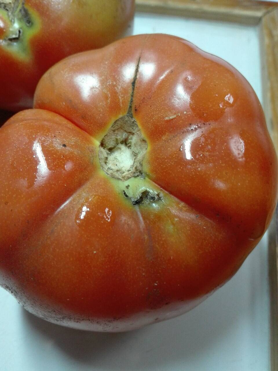Южноамериканская томатная моль